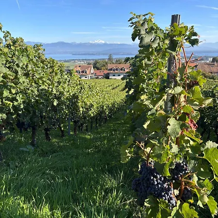La Terrasse Des Vignes Bursins